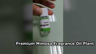 Minyak Wangi Mimosa Premium untuk Pengharum Hotel & Rumah Mewah